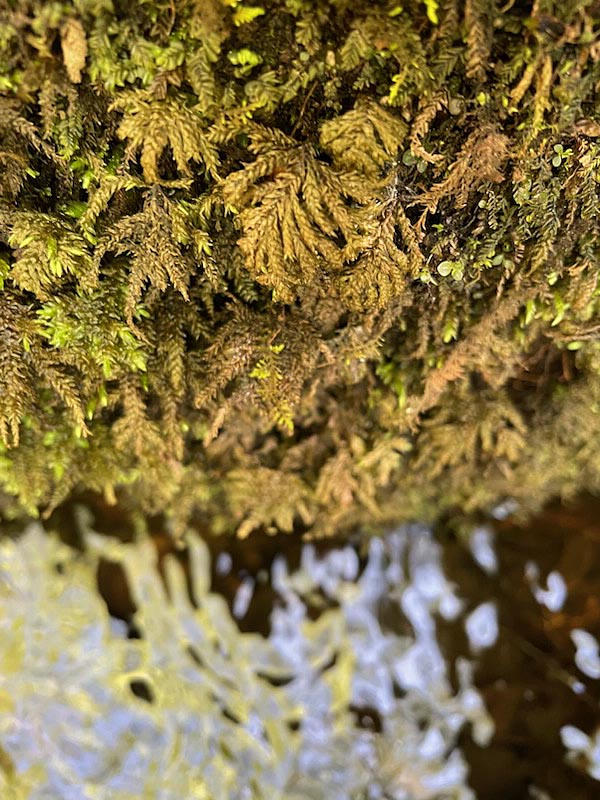 Thamnobryum alleghaniense